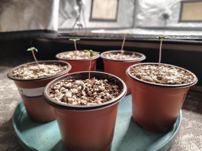 eternity grow cup 2026. Week 0