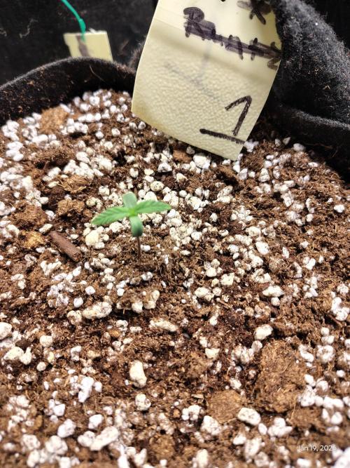 eternity grow cup 2026. Week 1