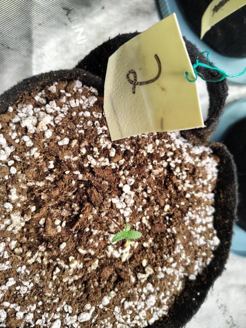 eternity grow cup 2026. Week 1