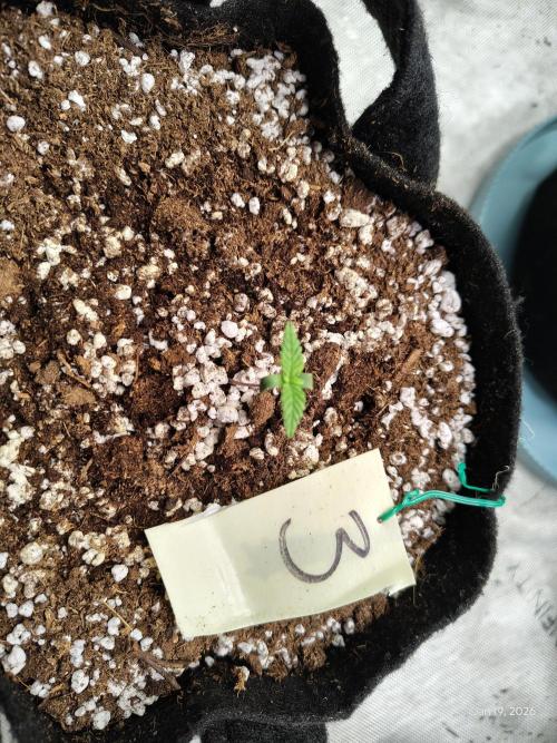 eternity grow cup 2026. Week 1