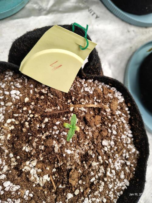 eternity grow cup 2026. Week 1