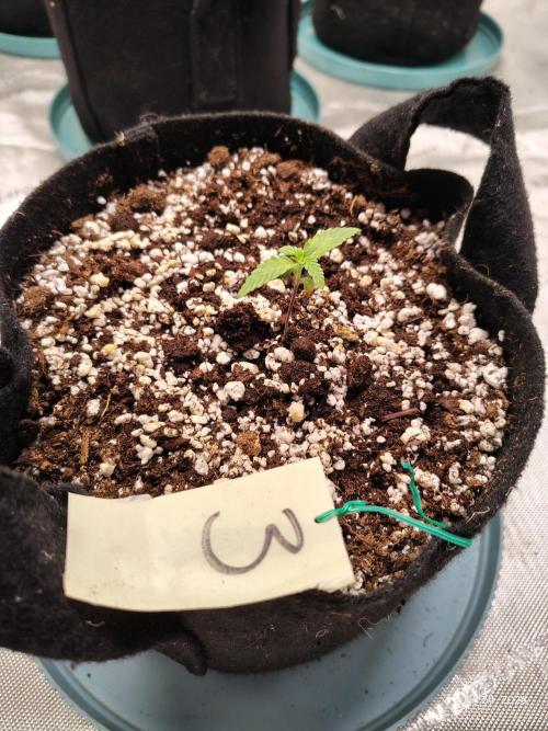 eternity grow cup 2026. Week 1 - day 5 of week 1 