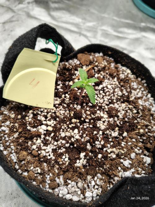 eternity grow cup 2026. Week 1 - day 5 of week 1 