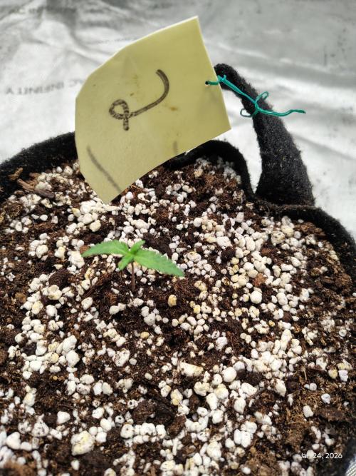 eternity grow cup 2026. Week 1 - day 5 of week 1 