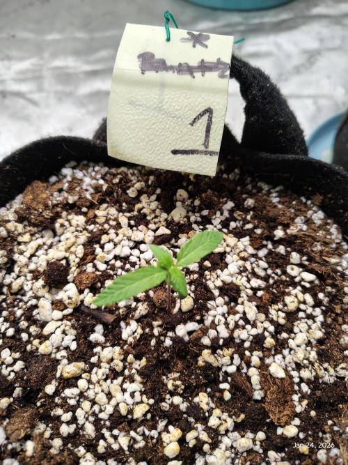 eternity grow cup 2026. Week 1 - day 5 of week 1 