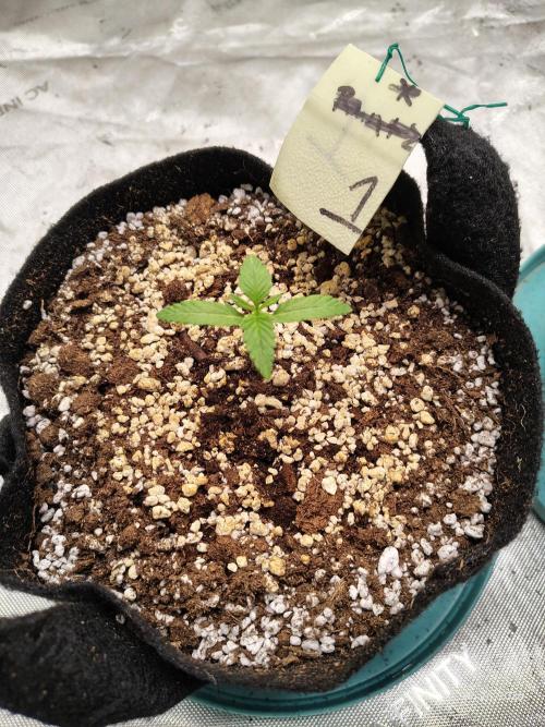 eternity grow cup 2026. Week 2 - week 2 day 1