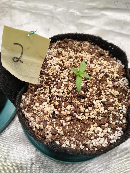 eternity grow cup 2026. Week 2 - week 2 day 1