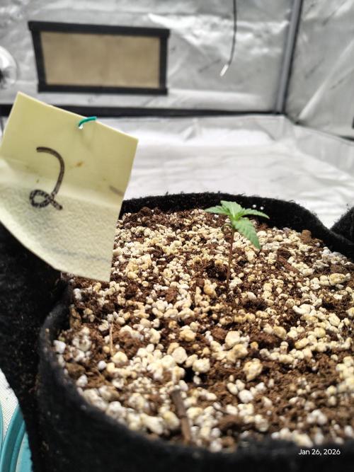 eternity grow cup 2026. Week 2 - week 2 day 1