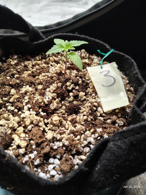 eternity grow cup 2026. Week 2 - week 2 day 1