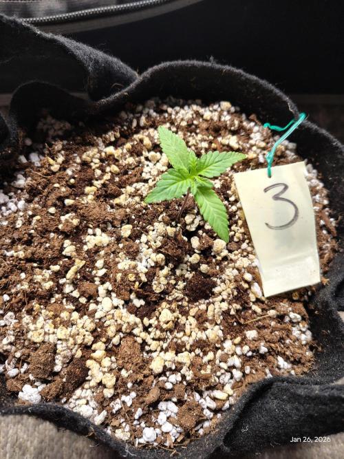 eternity grow cup 2026. Week 2 - week 2 day 1