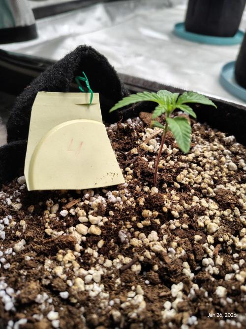 eternity grow cup 2026. Week 2 - week 2 day 1