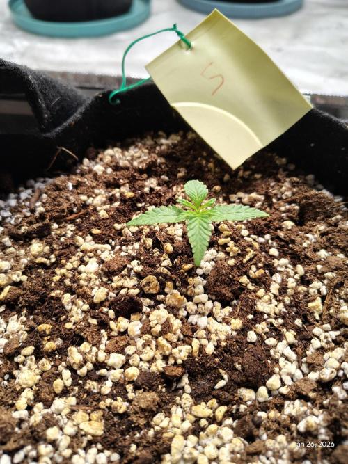 eternity grow cup 2026. Week 2 - week 2 day 1