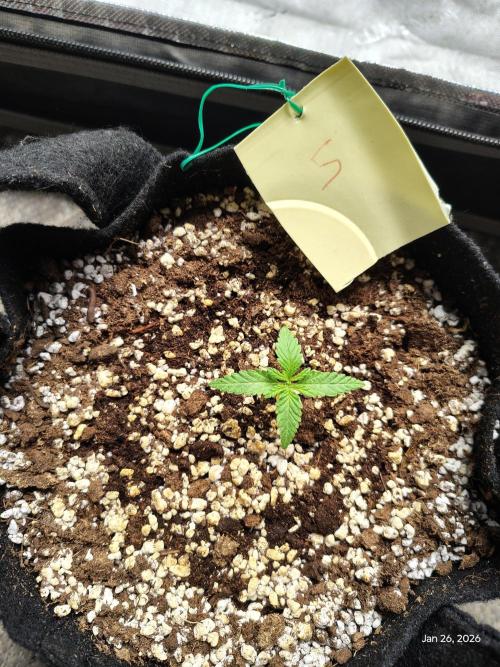 eternity grow cup 2026. Week 2 - week 2 day 1