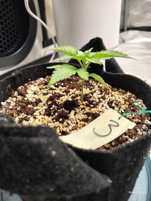 eternity grow cup 2026. Week 3