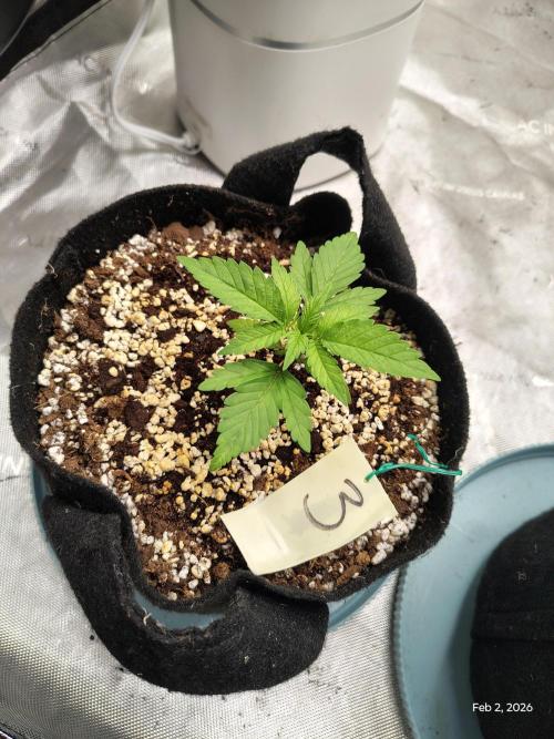 eternity grow cup 2026. Week 3