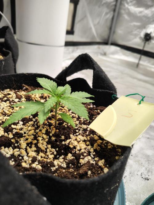 eternity grow cup 2026. Week 3