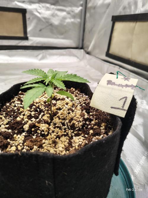 eternity grow cup 2026. Week 3