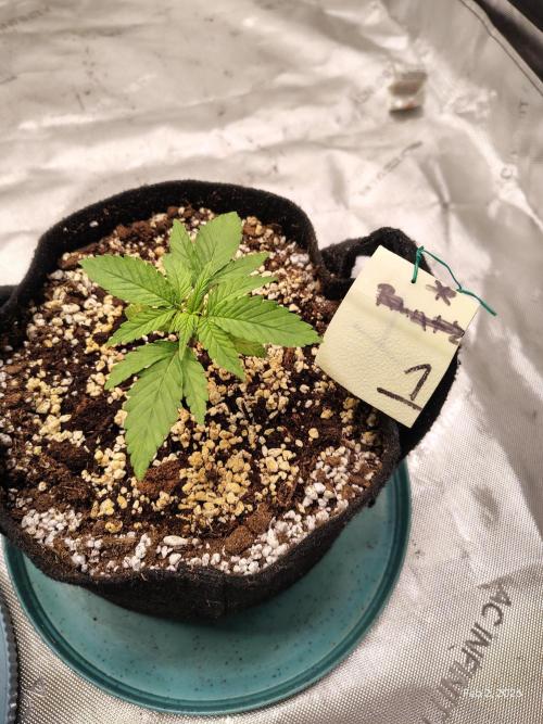 eternity grow cup 2026. Week 3