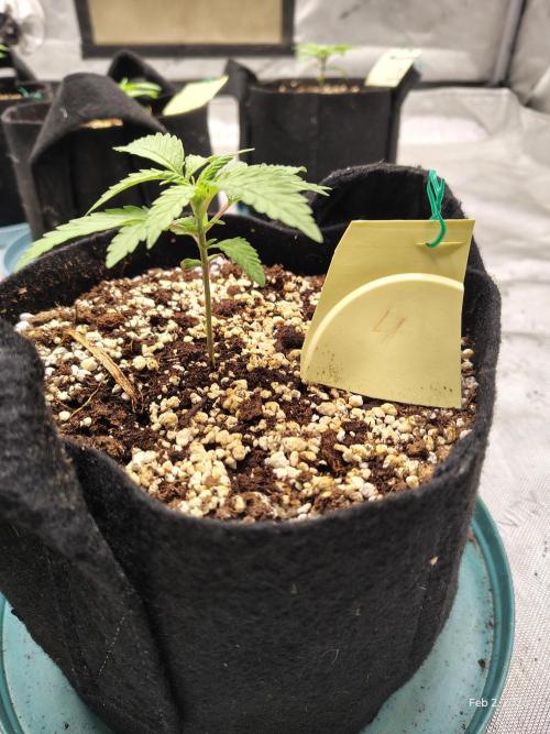 eternity grow cup 2026. Week 3