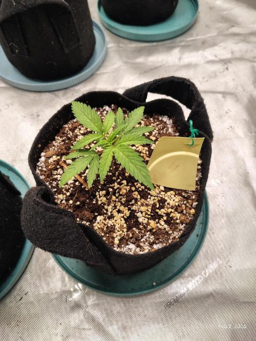eternity grow cup 2026. Week 3