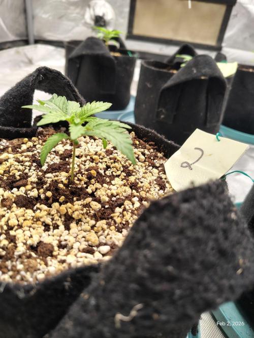 eternity grow cup 2026. Week 3