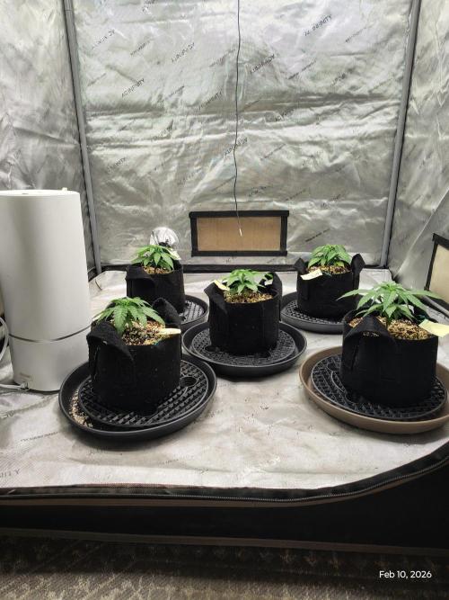 eternity grow cup 2026. Week 4