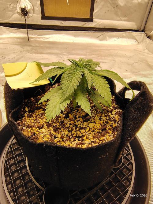 eternity grow cup 2026. Week 4