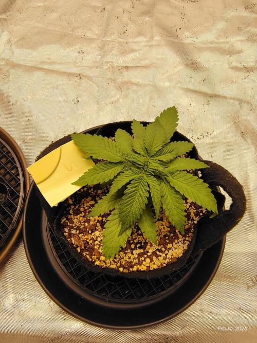 eternity grow cup 2026. Week 4