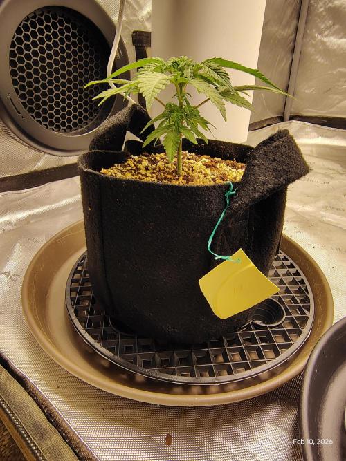 eternity grow cup 2026. Week 4