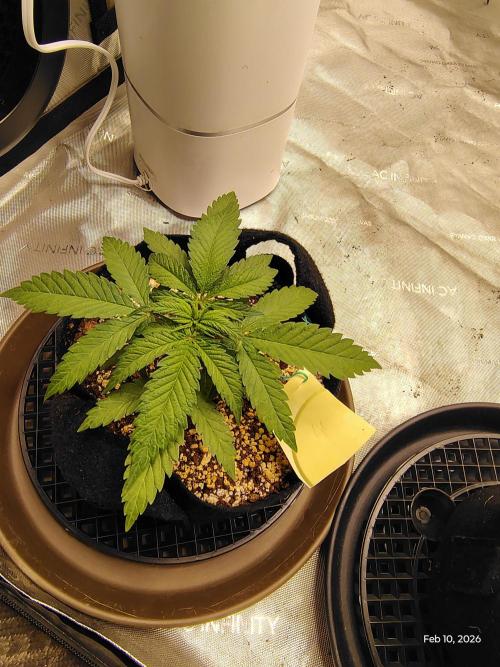 eternity grow cup 2026. Week 4