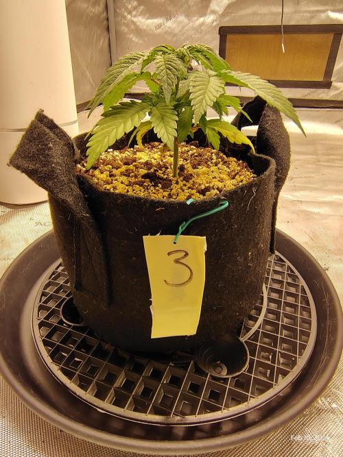 eternity grow cup 2026. Week 4