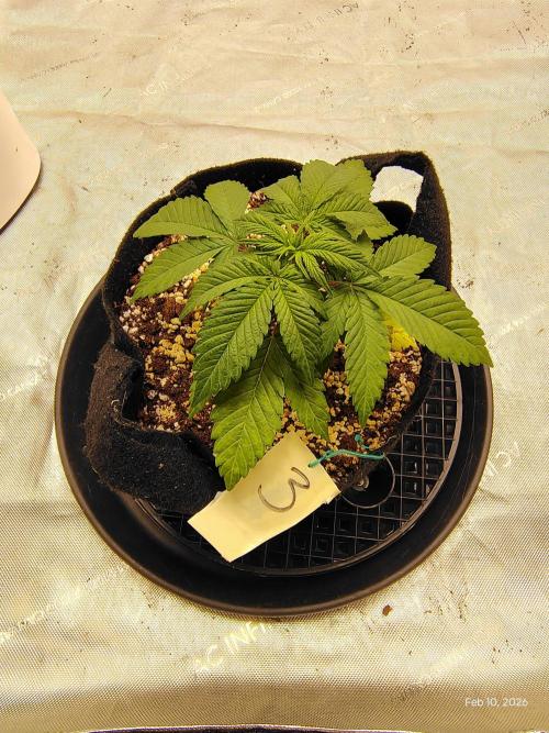 eternity grow cup 2026. Week 4