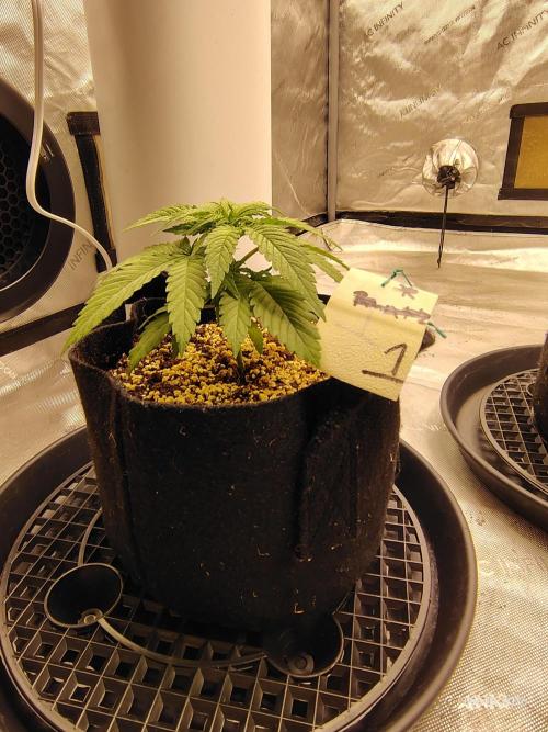 eternity grow cup 2026. Week 4