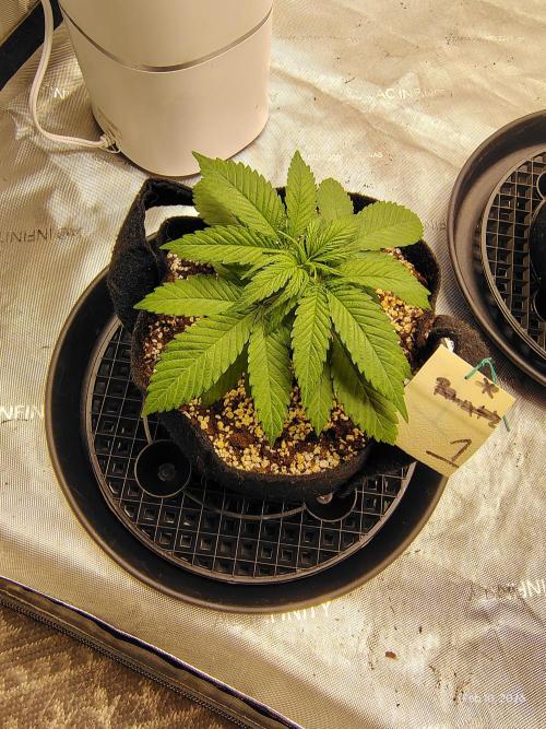 eternity grow cup 2026. Week 4