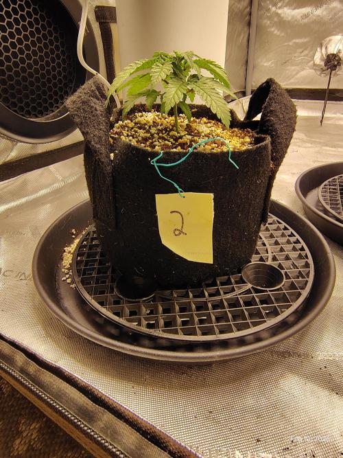 eternity grow cup 2026. Week 4