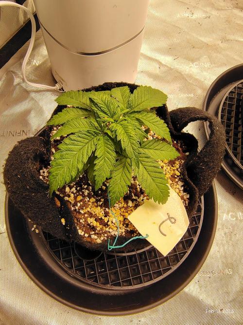 eternity grow cup 2026. Week 4