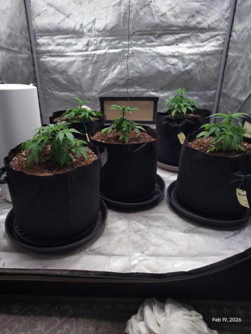 eternity grow cup 2026. Week 5