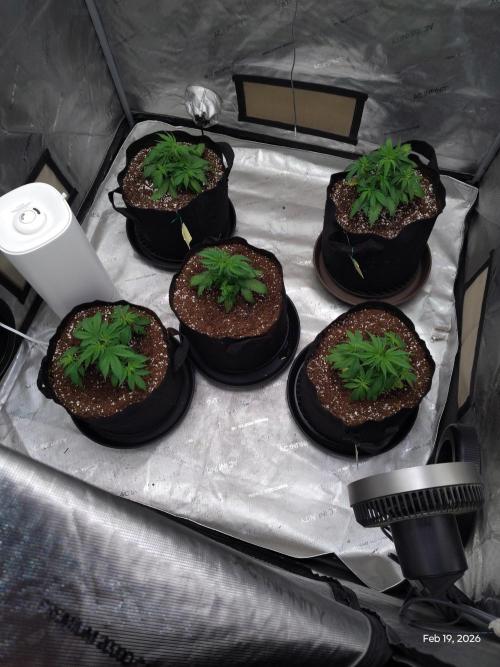 eternity grow cup 2026. Week 5