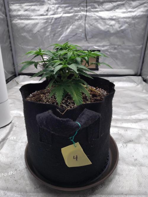 eternity grow cup 2026. Week 6