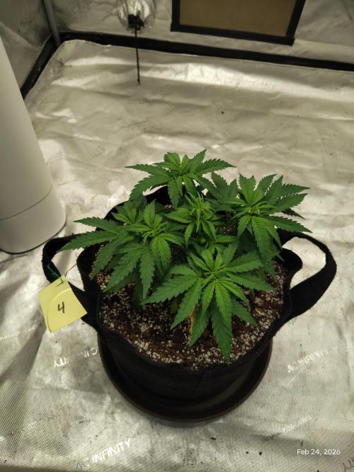 eternity grow cup 2026. Week 6