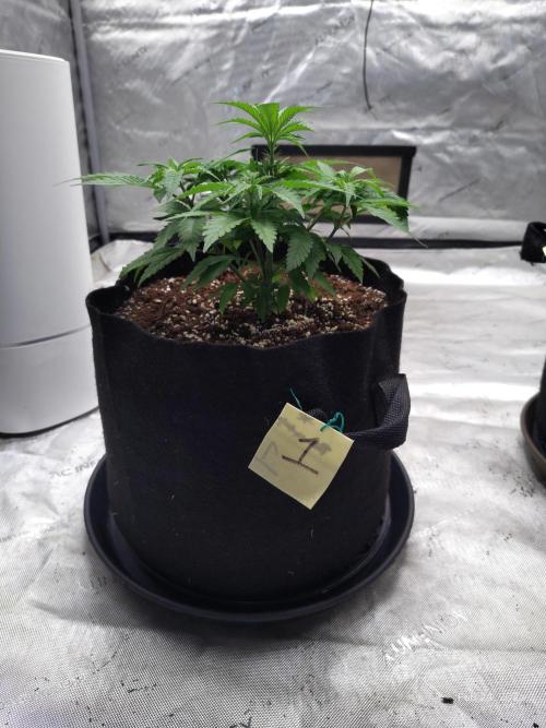 eternity grow cup 2026. Week 6