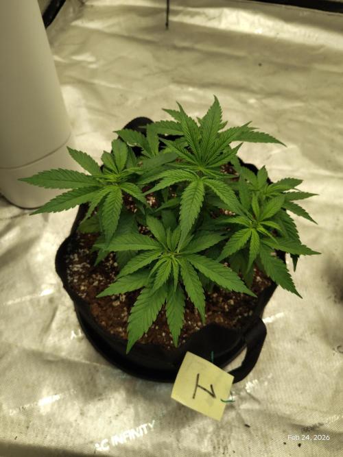 eternity grow cup 2026. Week 6