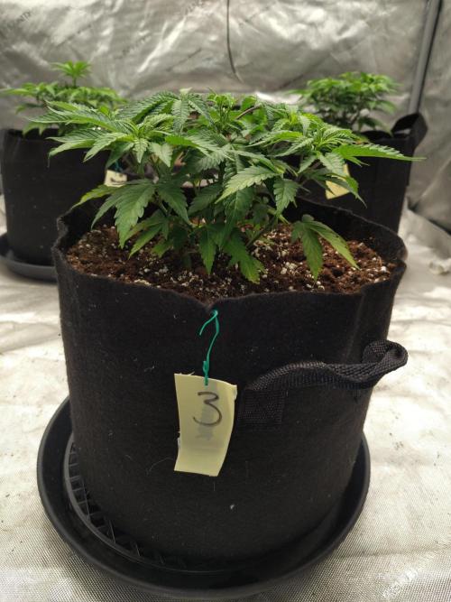 eternity grow cup 2026. Week 6