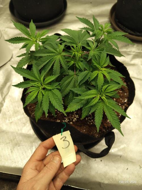 eternity grow cup 2026. Week 6