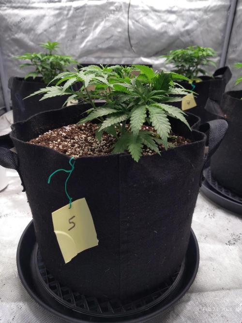 eternity grow cup 2026. Week 6