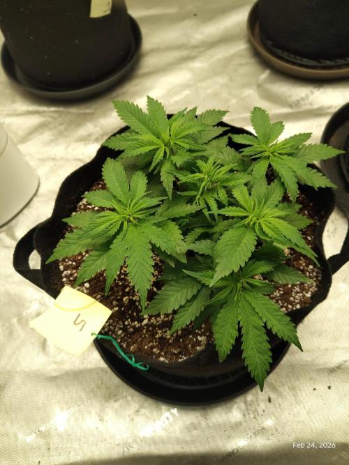 eternity grow cup 2026. Week 6
