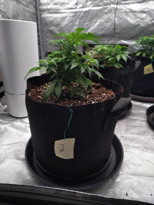eternity grow cup 2026. Week 6