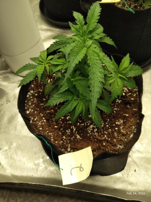 eternity grow cup 2026. Week 6