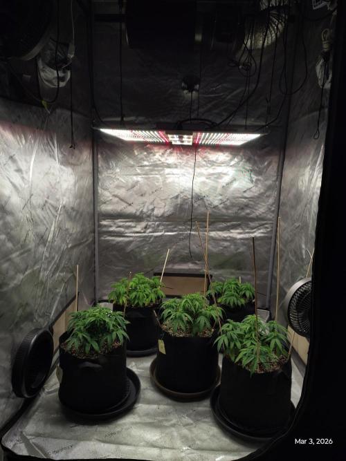eternity grow cup 2026. Week 7