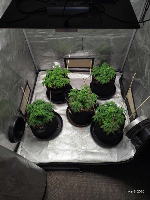 eternity grow cup 2026. Week 7